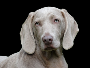 Dog Poop Pickup in River Rouge