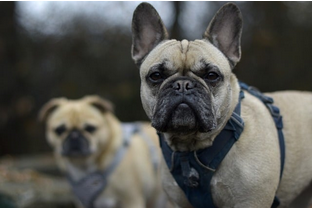 Dog Poop Pickup in River Rouge