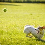 Dog Poop Pickup in River Rouge