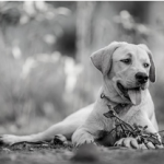 Dog Poop Pickup in River Rouge