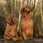 Dog Poop Pickup in River Rouge