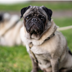 Dog Poop Pickup in River Rouge